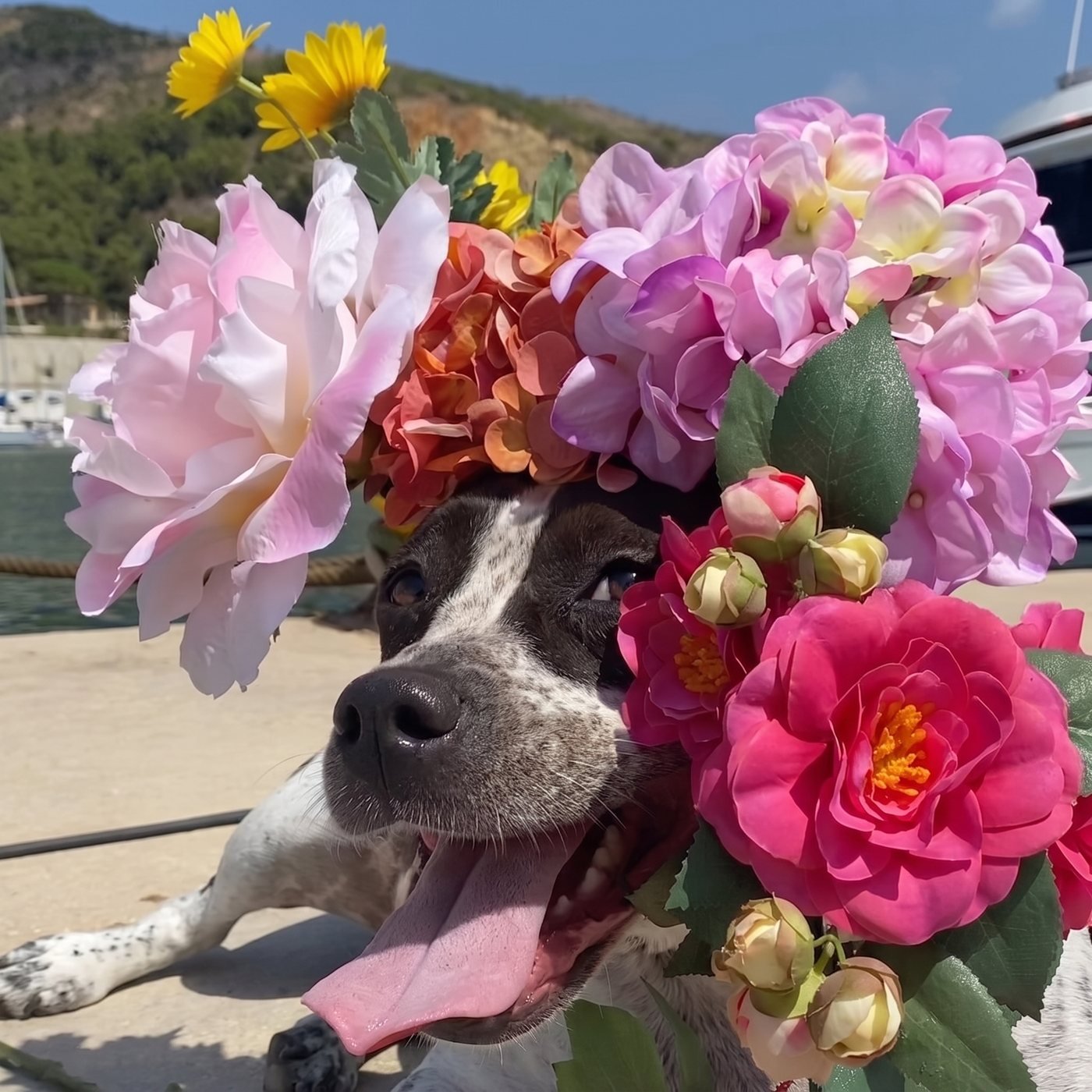 Lua con la cabeza rodeada de flores